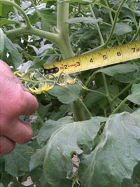 Tomato stalk width and strength with the Tranquility Water Device