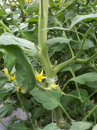 Tomato blooms are more numerous with the Tranquility Water Device